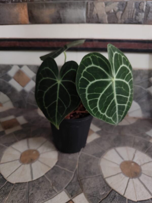 Anthurium Clarinervium - Image 3