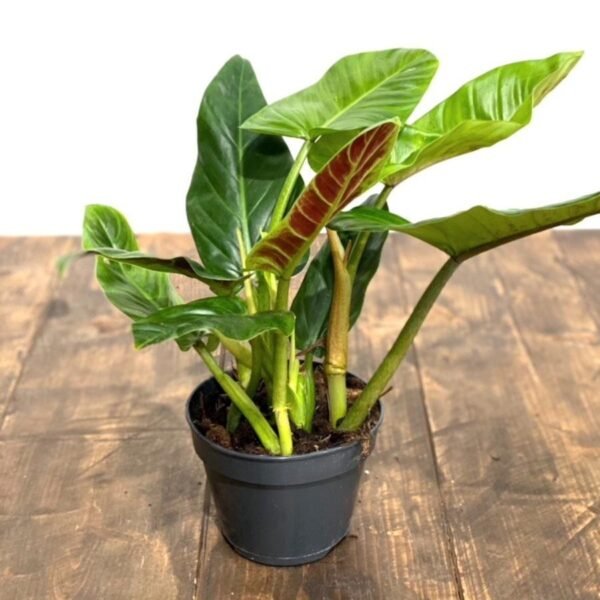 Philodendron Subhastatum