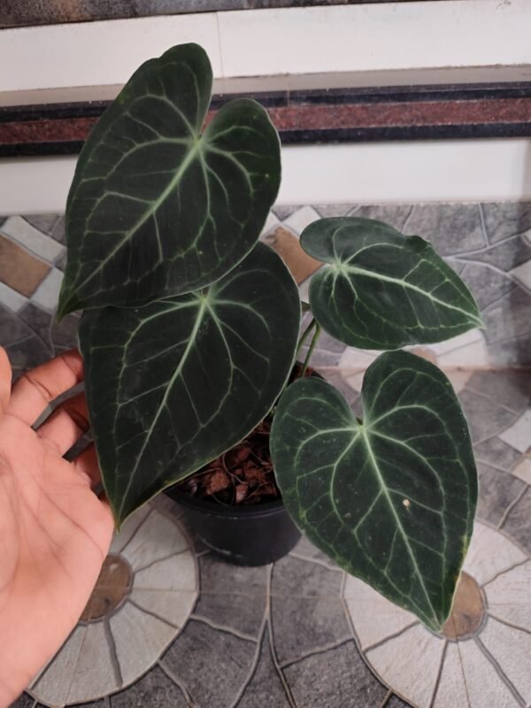 Anthurium Clarinervium - Image 2
