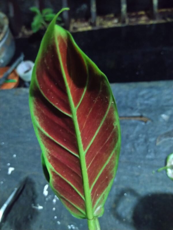 Philodendron Subhastatum - Image 2