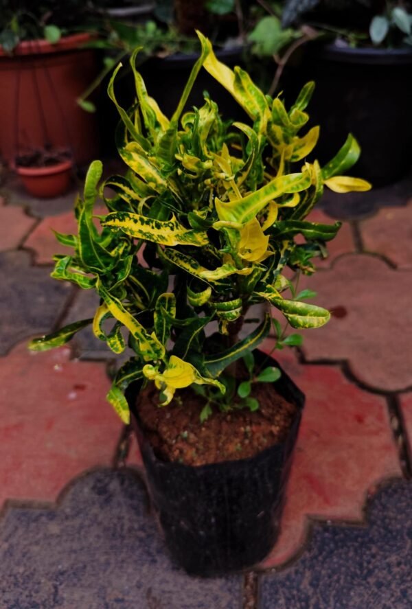 CROTON 10