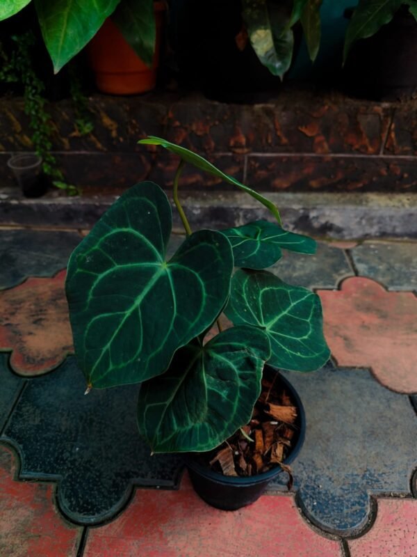 Anthurium Clarinervium - Image 4