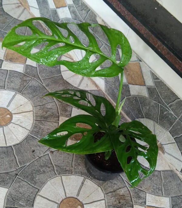 Monstera Esqueleto - Image 2