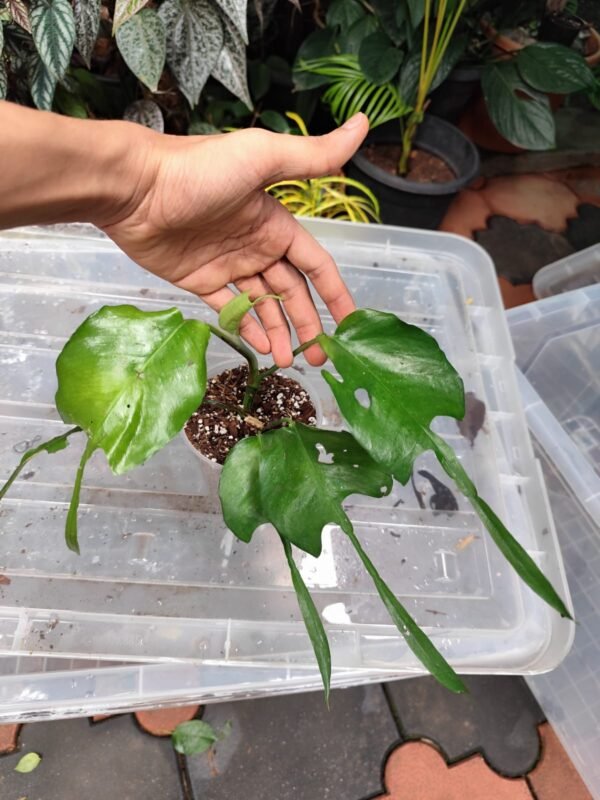 Epipremnum Skelton Key Matured - Image 2