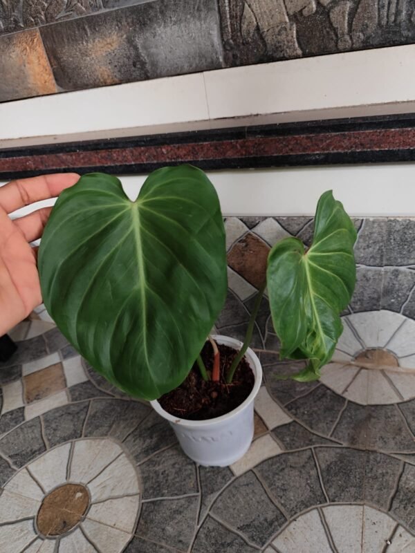 PHILODENDRON PINK GLORY - Image 2