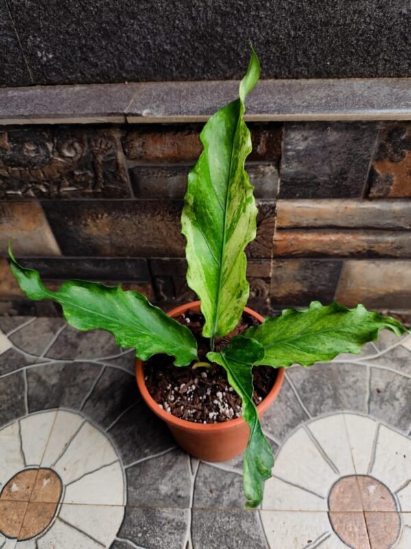 Anthurithum Wave of Love Mint Variegated - Image 2