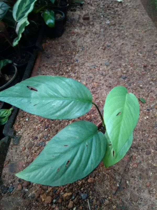 Epipremnum Cebu Blue Matured - Image 2