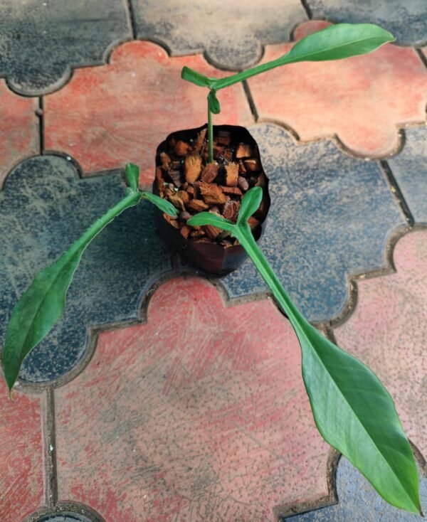 Philodendron Joepii NODE PLANT - Image 2