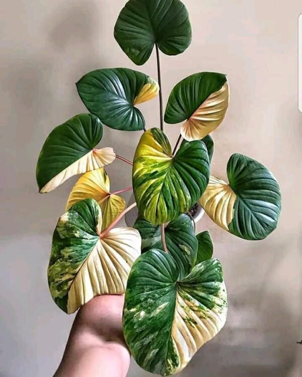 HOMOLOMENA RUBESCENS TRICOLOR