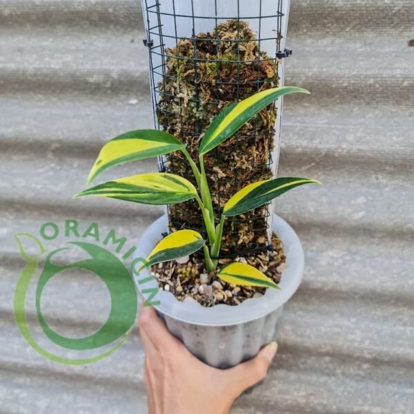 Scindapsus Coriaceus Variegated