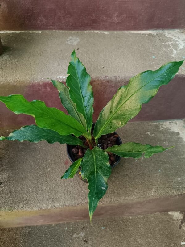 Anthurium Plowmani - Image 2