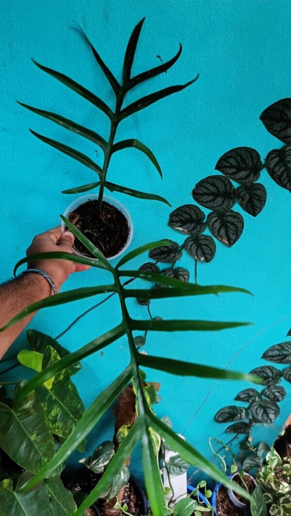PHILODENDRON TORTUM WIDE FORM - Image 2