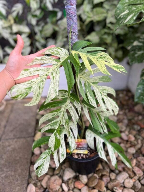 Epipremnum Pinnatum Marble Variegated