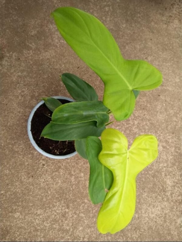Philodendron Golden Violin - Image 2