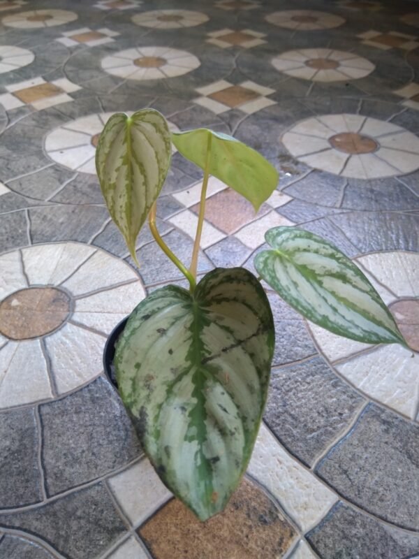 Philodendron Brandtianum - Image 3