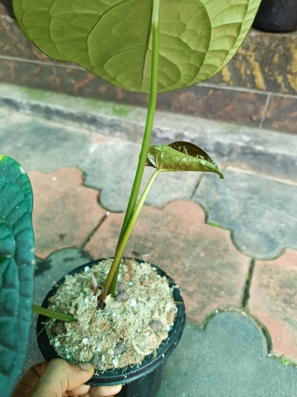 Anthurium David Portilla Dreams Dark Form - Image 2
