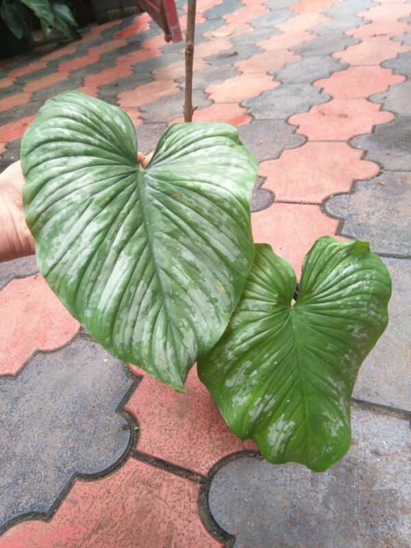 Philodendron Silver Cloud Big size - Image 2
