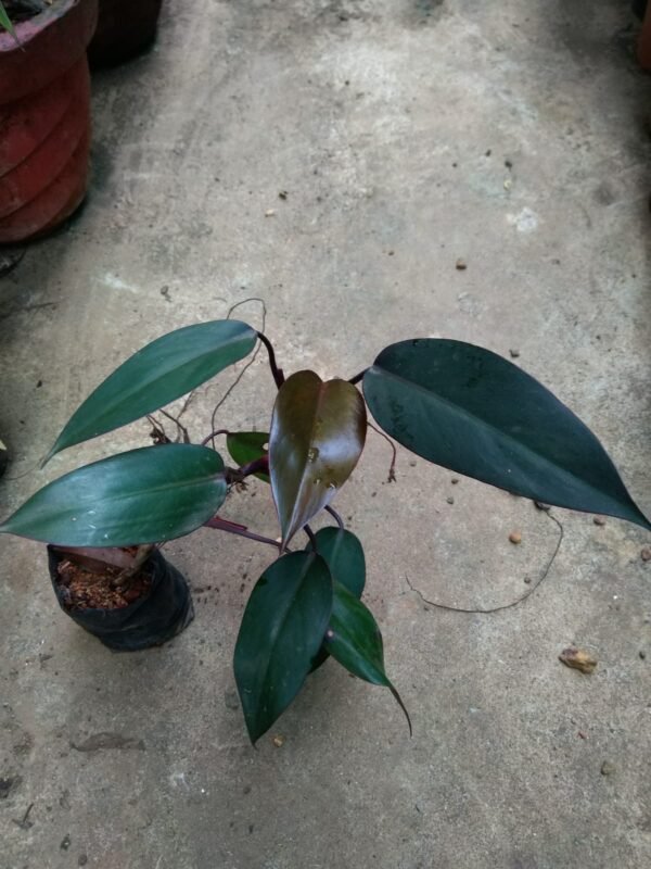 Philadendron Royal queen Black - Image 2