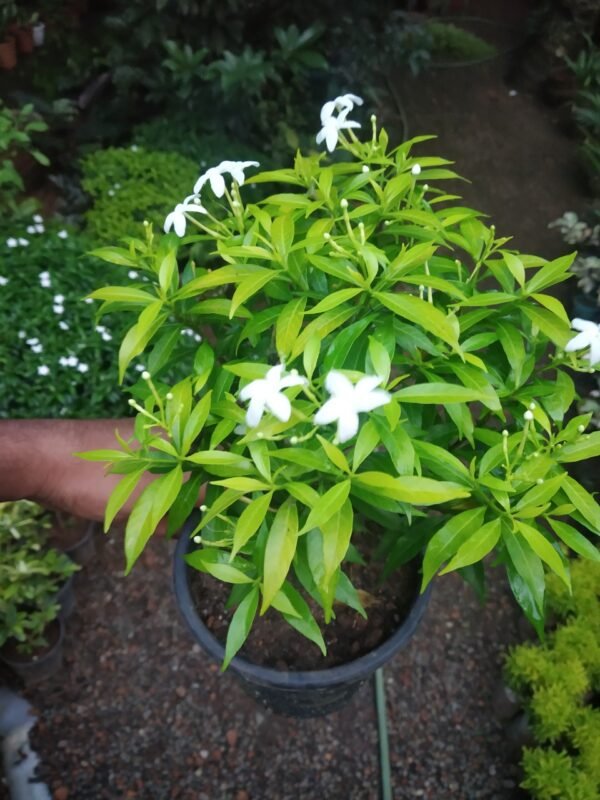 YELLOW CRAPE JASMIN - Image 2
