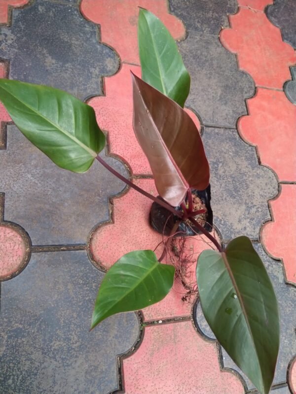 Philodendron Red sunset - Image 3