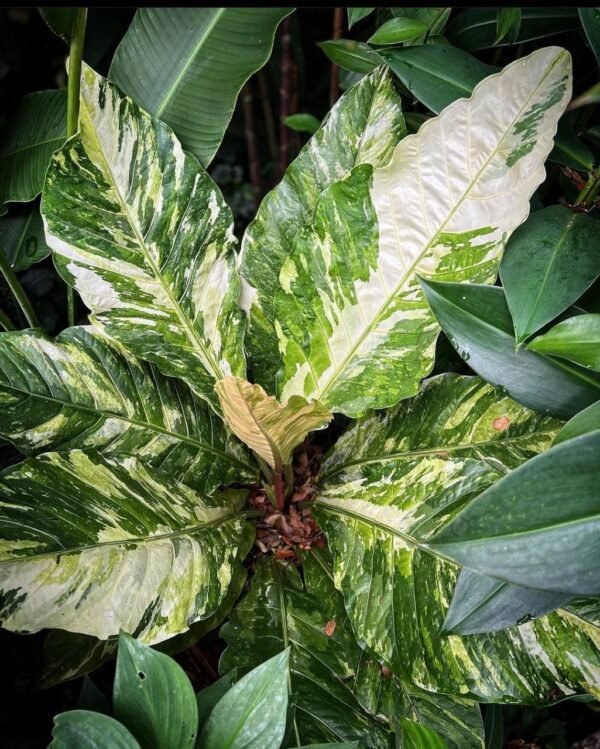 Anthurium Hookeri Variegated
