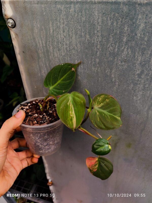 Philo Micans Pink Tricolor - Image 2