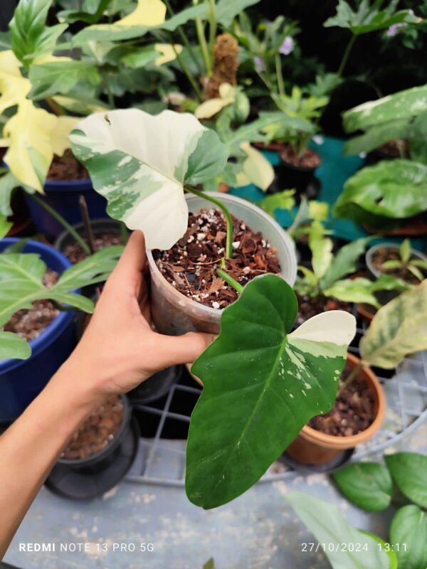 PHILODENDRON GOLDEN DRAGON - Image 2