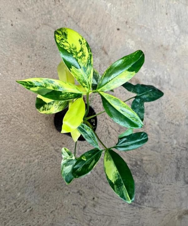 PHILODENDRON GOLDIE VARIGATED