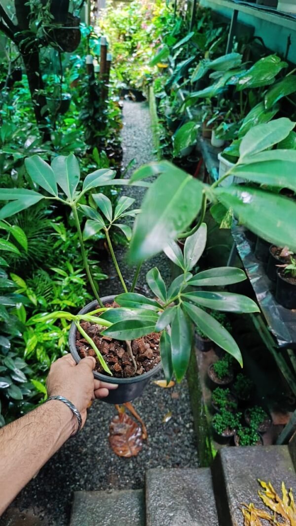 PHILODENDRON GOLDIE - Image 3