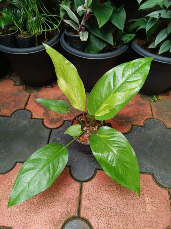 Anthurium Hookeri Variegated - Image 3