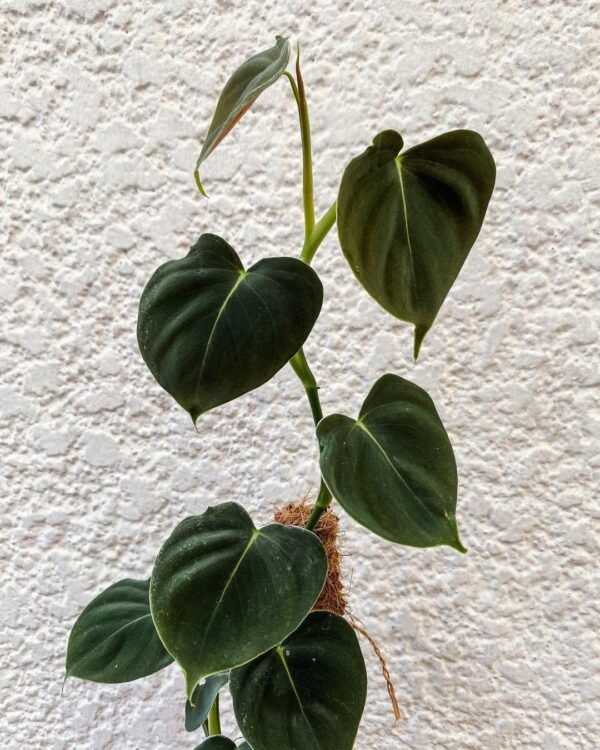 Philodendron Lupinum