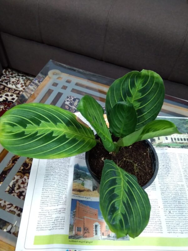 Maranta Lemon Lime - Image 2