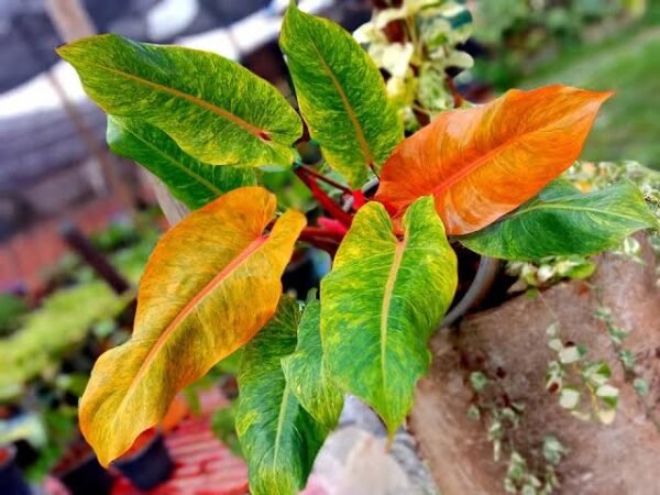 PHILODENDRON ORANGE MARMALADE