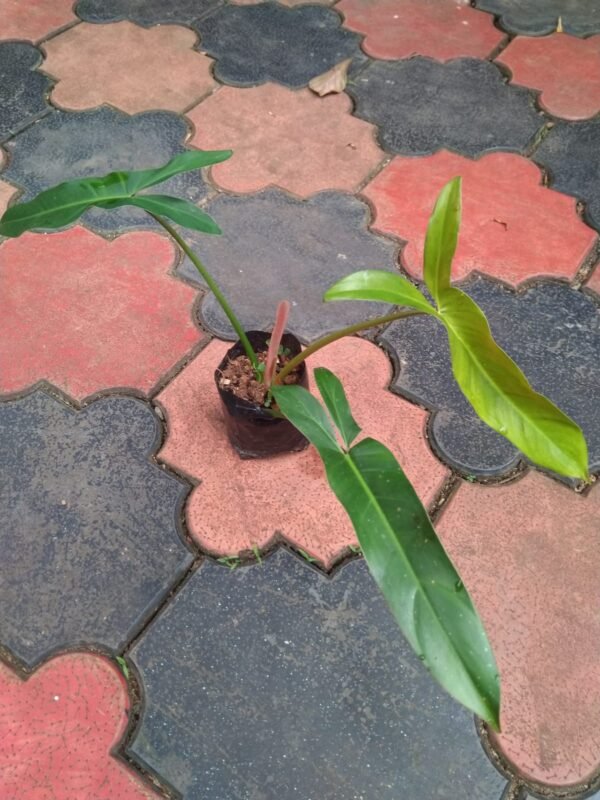 Philodendron Mexicanum - Image 2