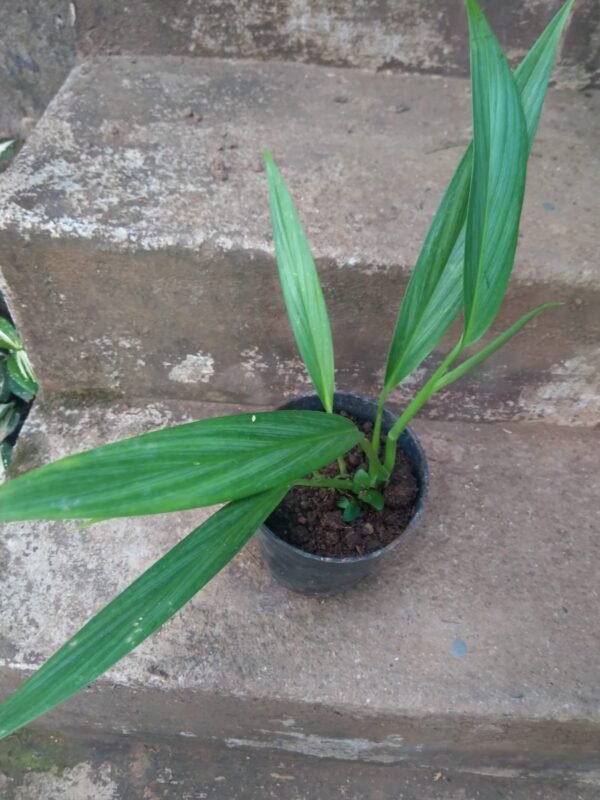 Epipremnum Amplissimum Silver - Image 3