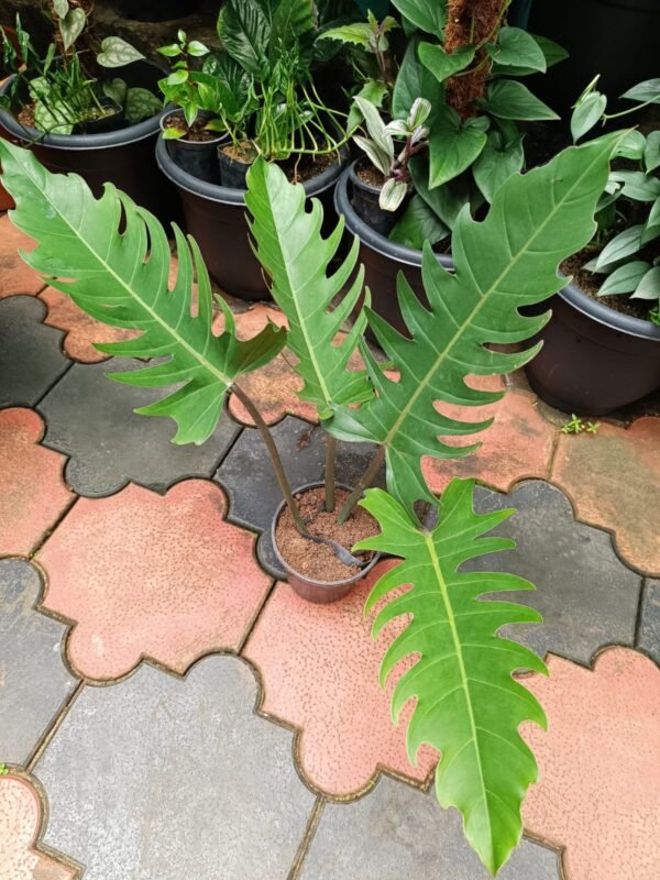 Philodendron Pluto Big Size - Image 2