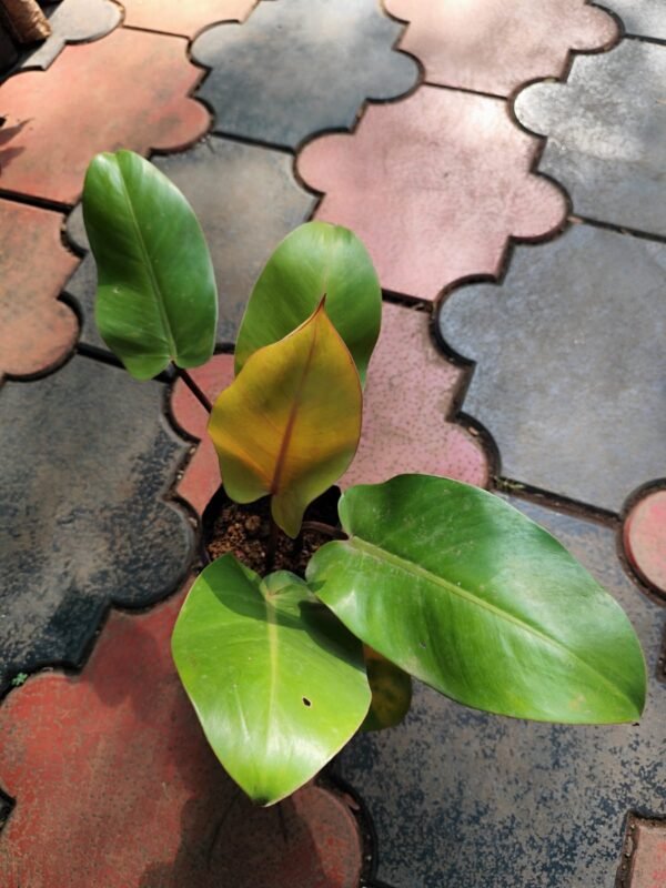 Philodendron Red Cherry - Image 2