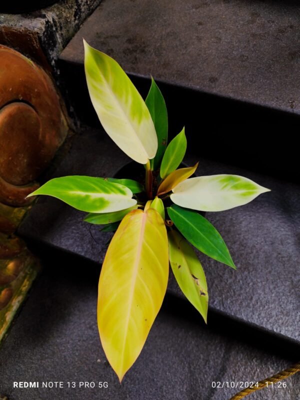 Philodendron Sunshine