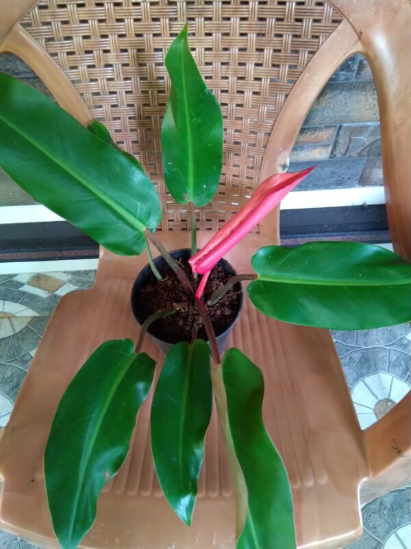 Philodendron Prince of Albert - Image 2