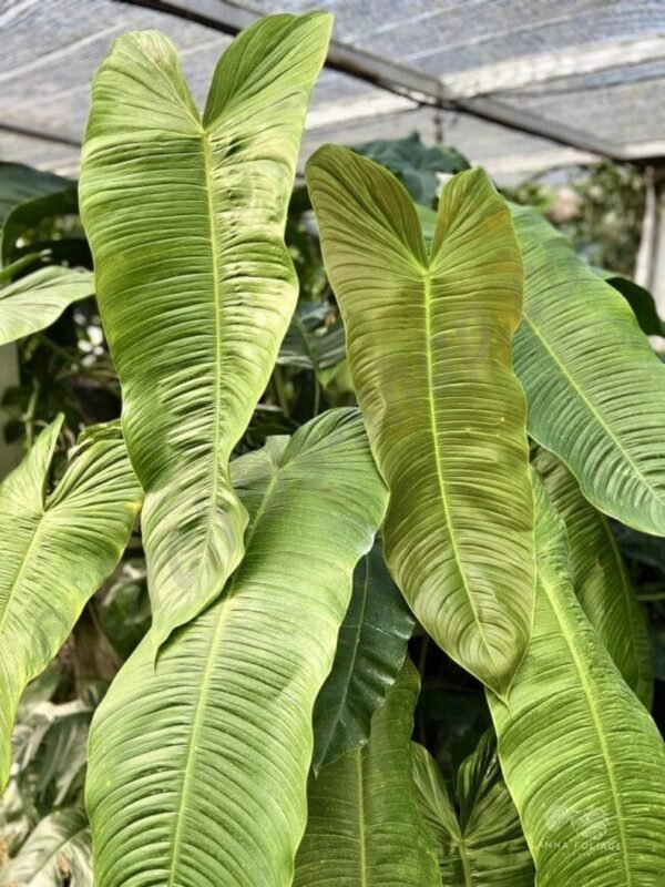 Philodendron Sharoniae