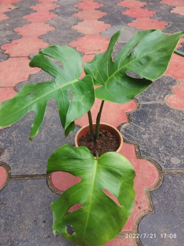Monstera Deliciosa - Image 2