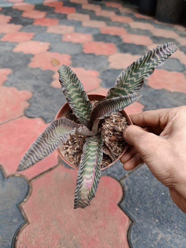 Cryptanthus Tiger