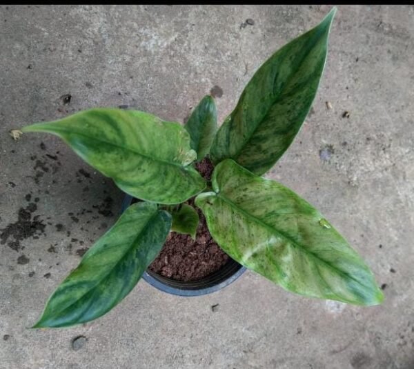 Variegated Subhastatum - Image 2
