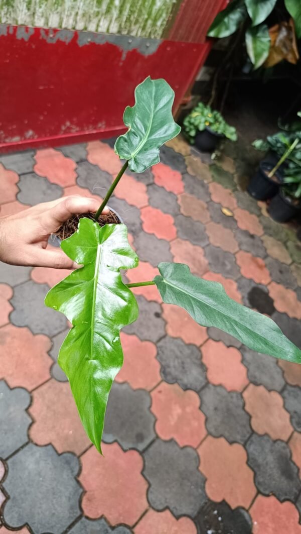 PHILODENDRON BOBCEE - Image 3