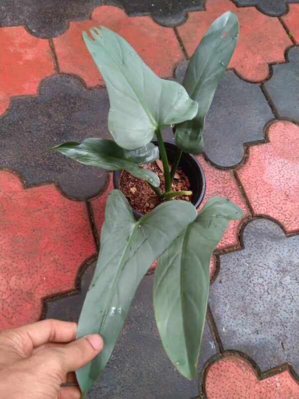 SILVER SWORD MATURED FORM - Image 2
