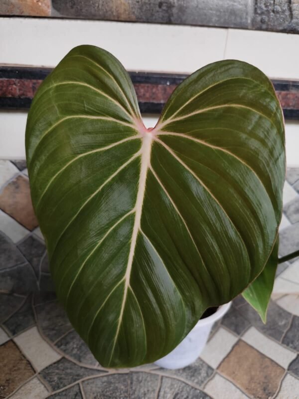 PHILODENDRON PINK GLORY