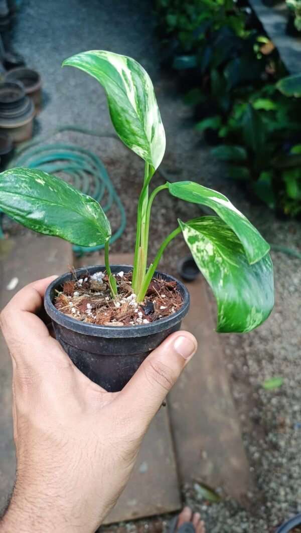 MONSTERA LECHLERIANA - Image 2
