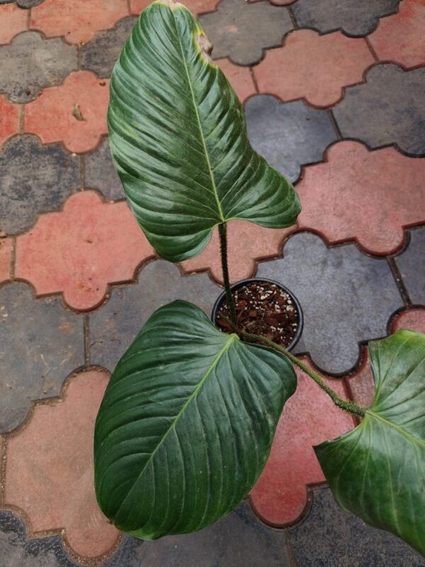 Philodendron Genevievianum Matured - Image 2