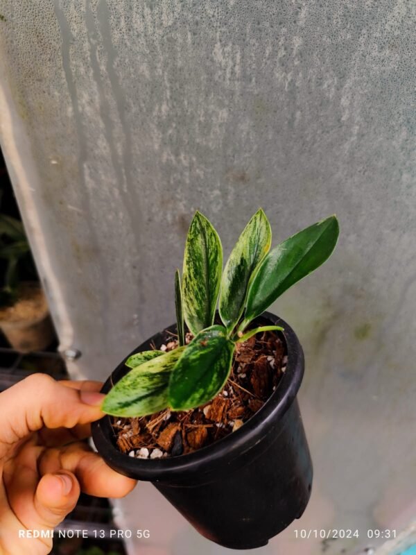 Scindapsus Treubii Dark Form Variegated - Image 2