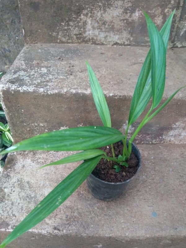 Epipremnum Amplissimum Silver - Image 2